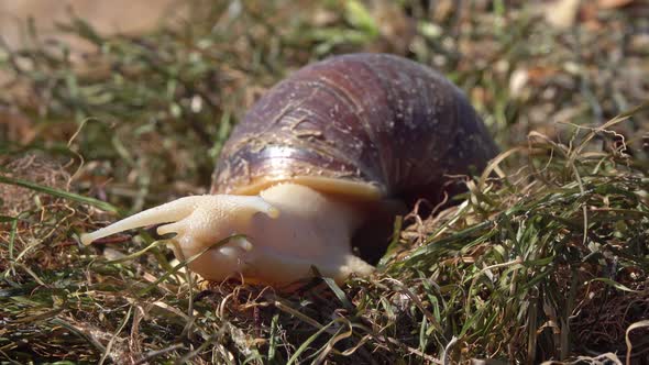 African Giant Snail Achatina on Grass