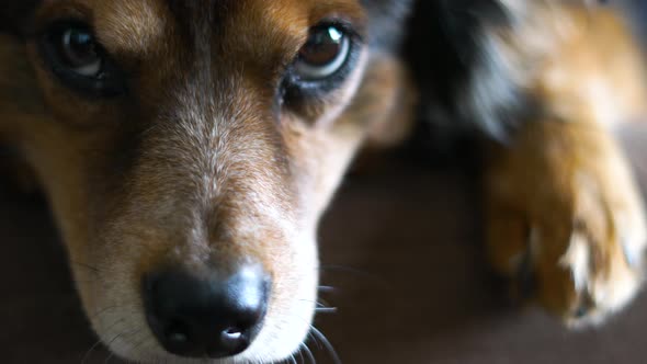 Close up shot of a dog looking into the camera while resting on a brown couch