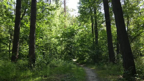 Forest with Trees on a Summer Day Slow Motion