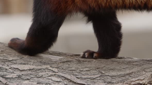 red panda paws closeup walking along log