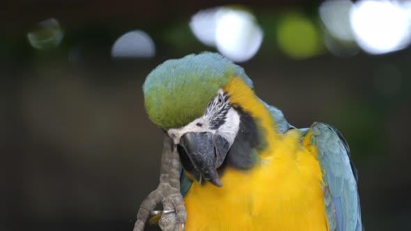 blue and yellow Macaw, Ara ararauna