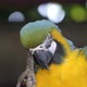 blue and yellow Macaw, Ara ararauna - VideoHive Item for Sale