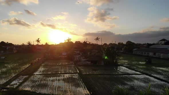 Sunset Over Rice Fields in Seminyak, Bali
