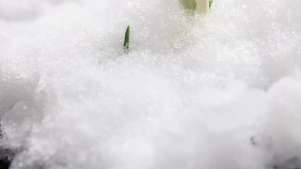 Sprout Growing Under the Snow Snow Is Melting Timelapse Plant Under the Snow Winter and Spring The