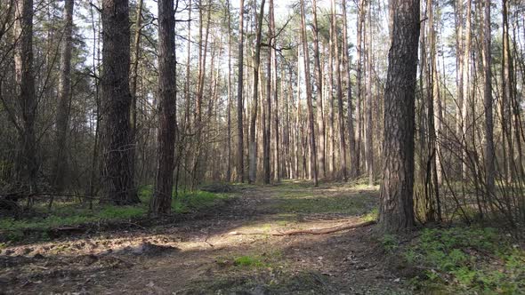 Road in the Forest During the Day Slow Motion