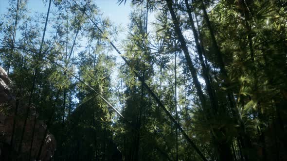 Lanscape of Bamboo Tree in Tropical Rainforest, Malaysia