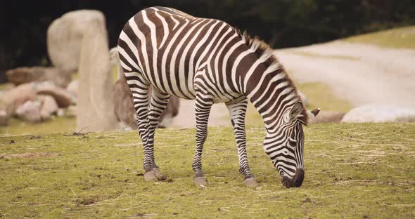 Grazing Zebra In Safari Park