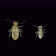 Young and adult booklice Liposcelis sp. under the microscope, of the Liposcelidae family - VideoHive Item for Sale