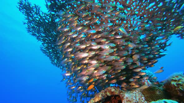 Coral Garden Glassfish