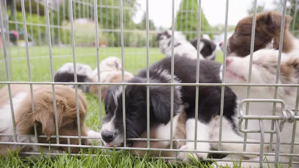 A Cute Little Puppy Tries to Get Out of the Cage Bites the Bars  Other Puppies Around  Closeup