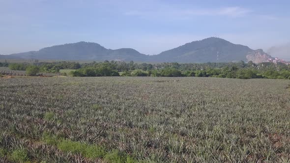 Aerial view pineapple farm