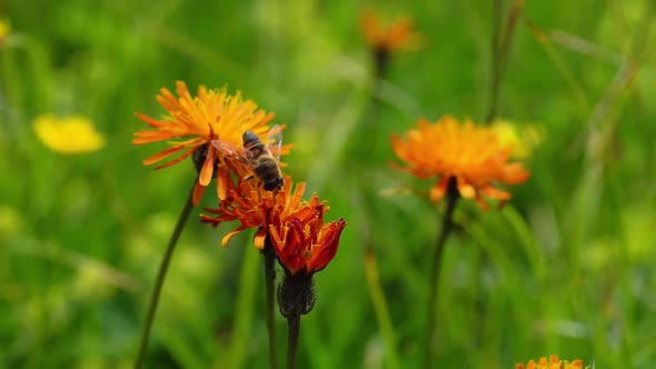 Wasp Collects Nectar from Flower Crepis Alpina