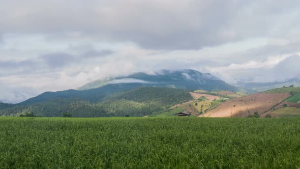 Rice Fields