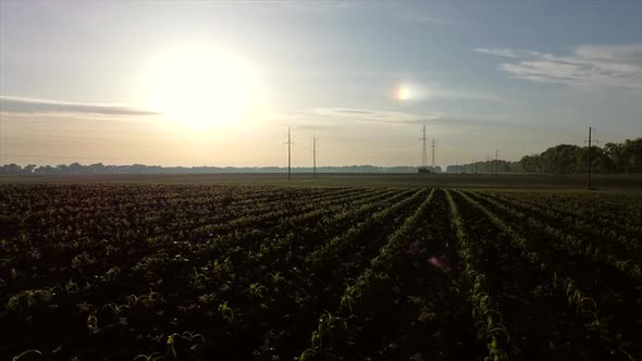 Aerial Drone View Flight Over Huge Plowed Field with Young Corn Sprouts