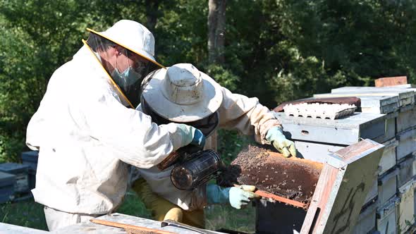 Beekeeper on Apiary. Beekeeper Is Working with Bees and Beehives on the Apiary. Close-up View of