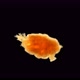 Pentacula Holothuroidea Larva Under the Microscope, a Type of Echinoderm, a Very Unusual Organism - VideoHive Item for Sale