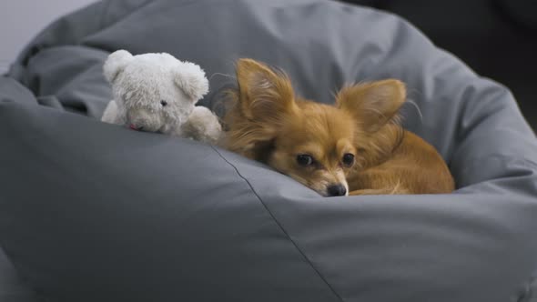 Portrait of Adorable Funny Longhair Chihuaha Dog on a Soft Chair with a Toy