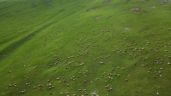aerial view of the sheep on the mountain in Kazbegi. Georgia