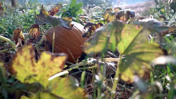 Slow dolly motion to the left shot through the leaves of large ripe pumpkins in a field at sunrise.