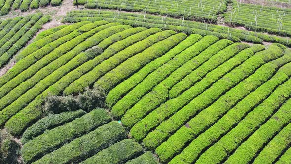 Tea plantation in mountain