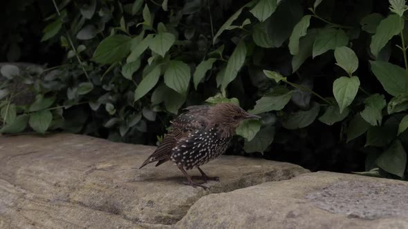 Young starling ruffling feathers on a garden wall medium shot