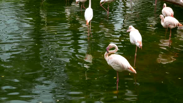 Pink Flamingos in park