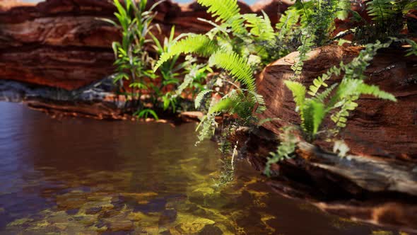 Tropical Golden Pond with Rocks and Green Plants