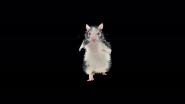Rat Dancing