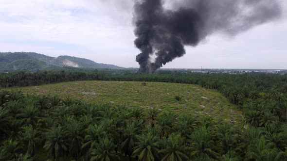 Fire happen near oil palm plantation