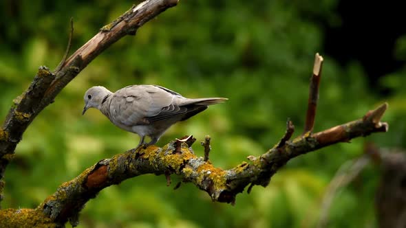 Collared Dove or Streptopelia Decaocto on Branch