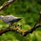 Collared Dove or Streptopelia Decaocto on Branch - VideoHive Item for Sale
