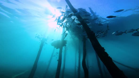 the silhouettes of a group of fish hanging under a old wooden jetty. Wide angle shot with sun beams