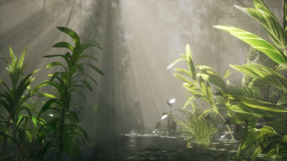 Sun Shining Through Trees and Fog in a Tropical River