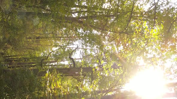 Vertical Video Autumn Forest with Trees in Ukraine Slow Motion