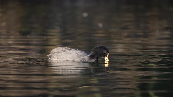 One Red Gartered Coot (Fulica armillata) Wading, Hunting For Food In Lake Water