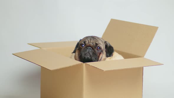 Cute Pug in Carton Box