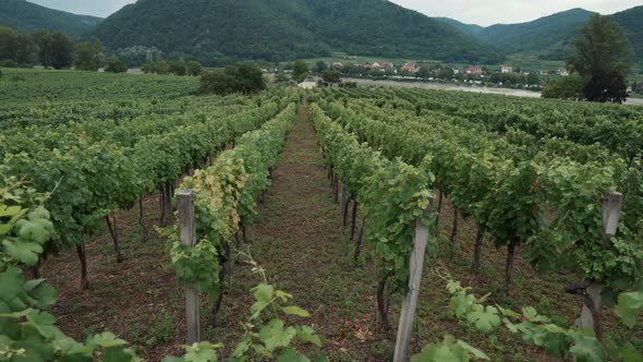 Rows of Green Grape Bushes on Plantation in Wachau Valley Austria