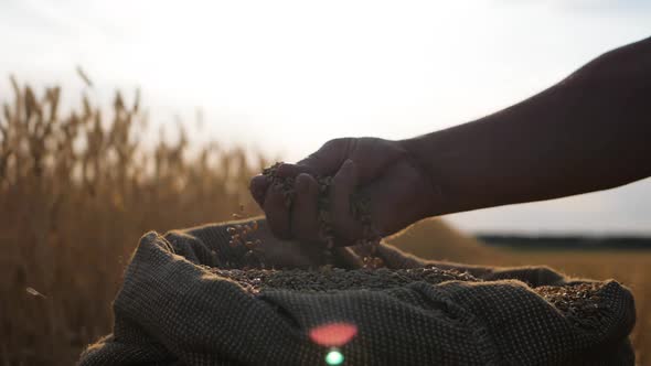 Hands of Adult Farmer Touching and Sifting Wheat Grains in a Sack