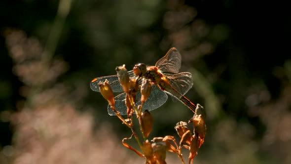 Insects in Macro Photography