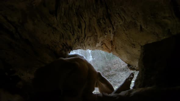 Beagel dog sniffing in the hollow of the tree. Hound Beagle Dog in the forest