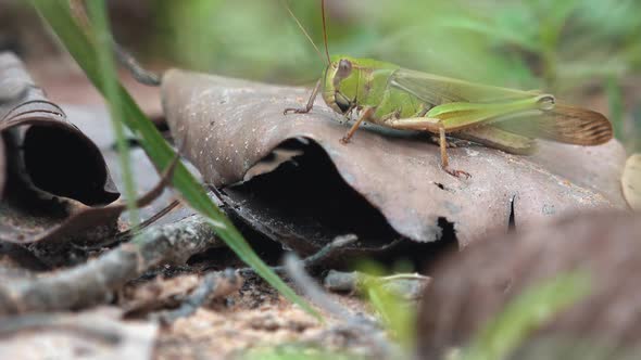 Close Shot of a Grasshopper on a Dead Leaf