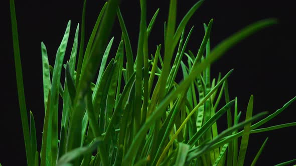 Closeup Backwards with a Turn Green Onions on a Black Background