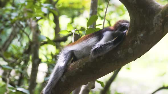 Zanzibar Red Colobus monkey sleeping on its belly on tree branch.