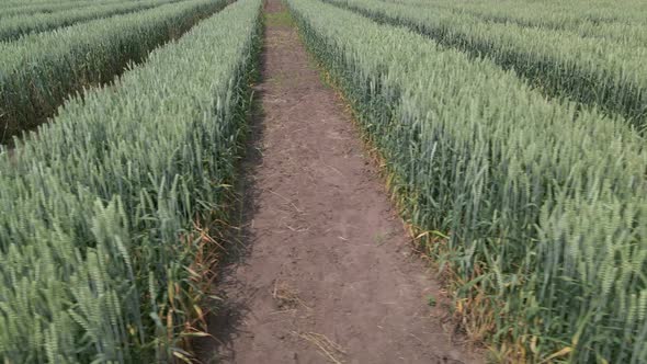 Aerial View of Striped Field with Green Wheat