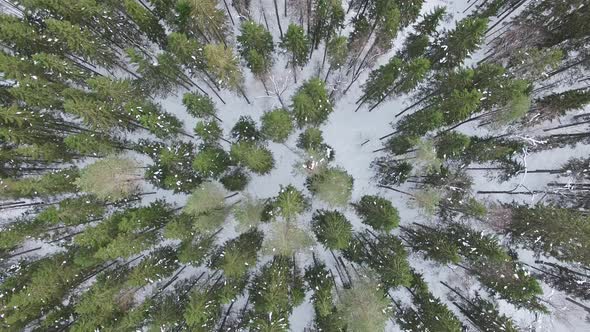 Flying Above Tops Of Pines, Spruces, Firs, Trees Without Leaves