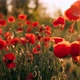 Poppy Field at Sunset - VideoHive Item for Sale