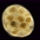 Eggs of the cochlea under the microscope - VideoHive Item for Sale
