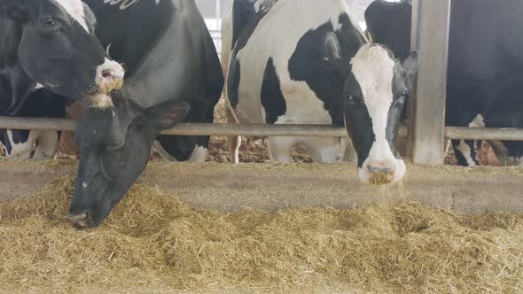 Cows eating Silage in a large dairy farm, milk production