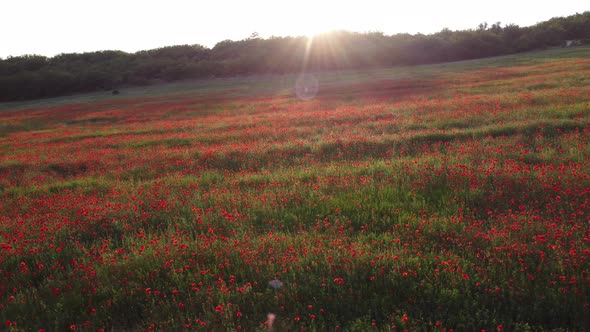 Aerial View on Large Field of Red Poppies and Green Grass at Sunset