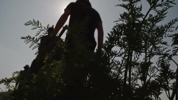 Silhouettes of Young People Walking through Bushes